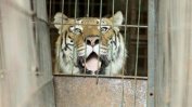 Защитници на тигри се включват в Софийския маратон