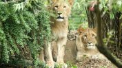 Бягство на два лъва от зоопарка в Лайпциг завърши със смъртта на единия