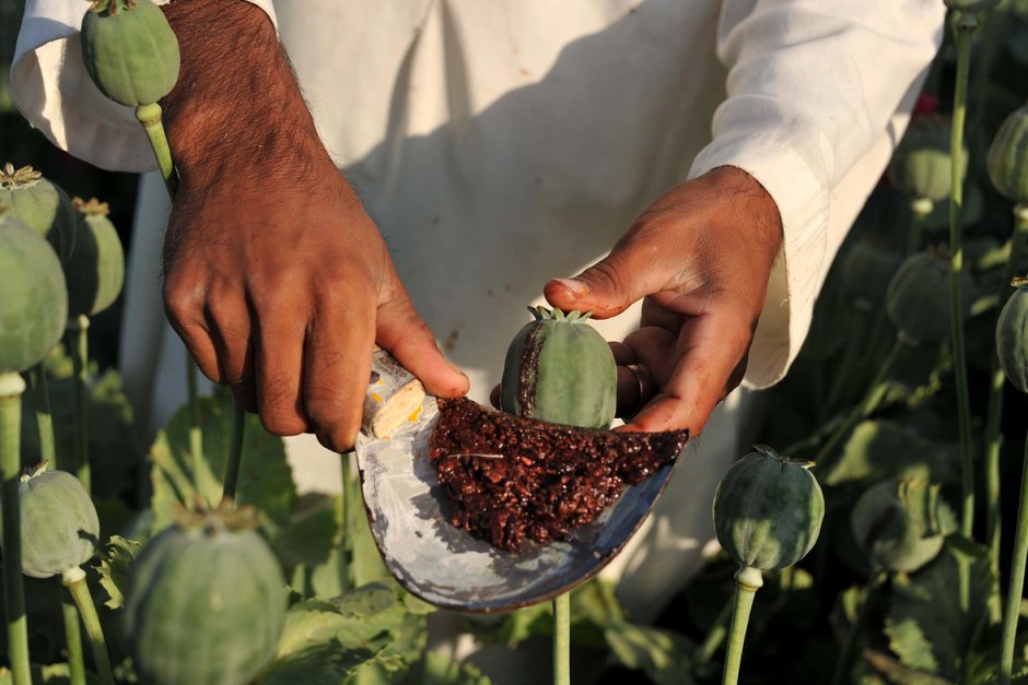 Производството на опиум в Афганистан нараства с 43%