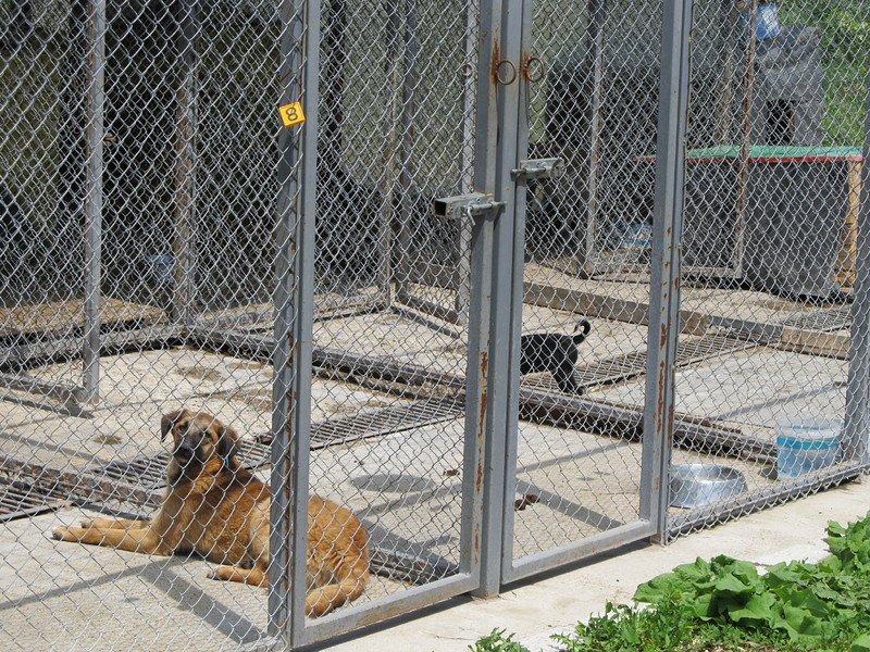 Осиновени кучета от приютите на "Екоравновесие" са 686 през тази година