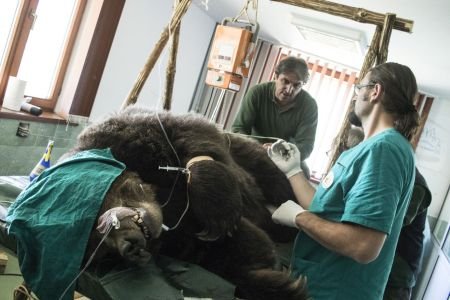 Изключителни здравни грижи за мечките край Белица
