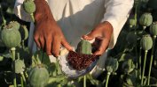Производството на опиум в Афганистан нараства с 43%