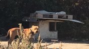 Разкрита е незаконна арена за кучешки боеве в Пловдив