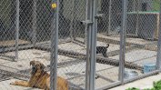 Осиновени кучета от приютите на "Екоравновесие" са 686 през тази година