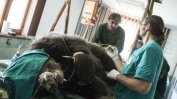 Изключителни здравни грижи за мечките край Белица