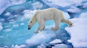 САЩ блокираха сондажите за нефт и газ в Северния ледовит океан