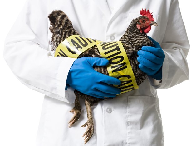 Три огнища на птичи грип са открити у нас