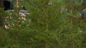 Петима души са арестувани в Гърмен, опитали да поставят Коледна елха