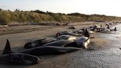 Над 400 кита излязоха на плаж в Нова Зеландия