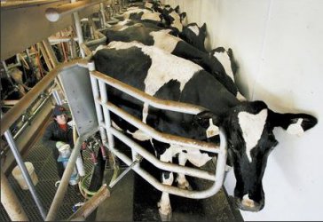 Фермери получиха над половин милион лева за намалено производство на краве мляко