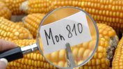 България гласува против отглеждане на втори тип ГМО-царевица в ЕС