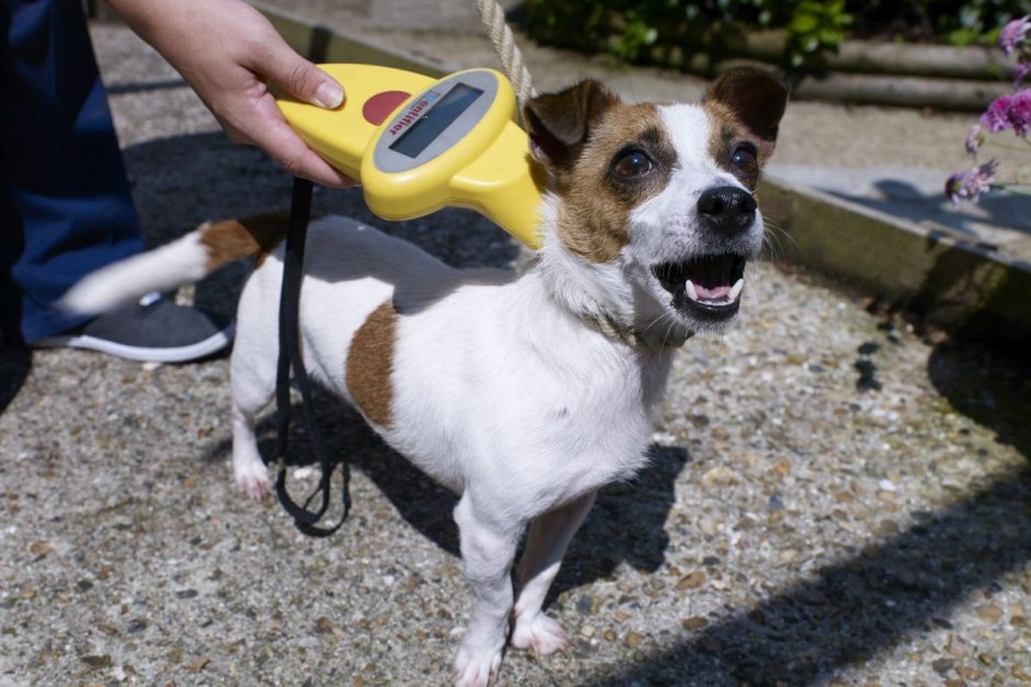 Безплатно чипиране на домашни кучета ще прави "Четири лапи"