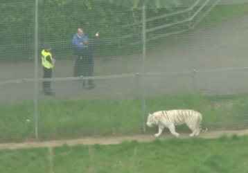Тигър уби служителка на зоопарк във Великобритания