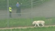 Тигър уби служителка на зоопарк във Великобритания