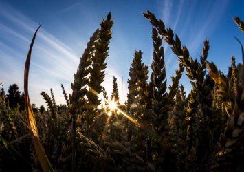 Тежка суша опустошава реколтата в Южна Европа