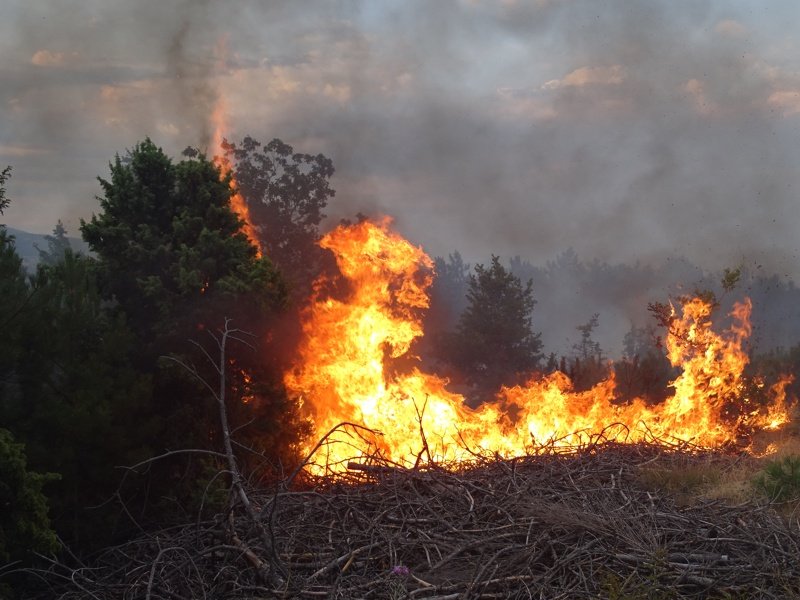 Миналата година у нас е имало 580 горски пожара