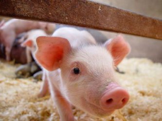 Огнище на африканска чума по свинете е открито в Северна Румъния