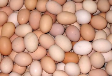 И в Дания и Словакия са открити заразени с фипронил яйца