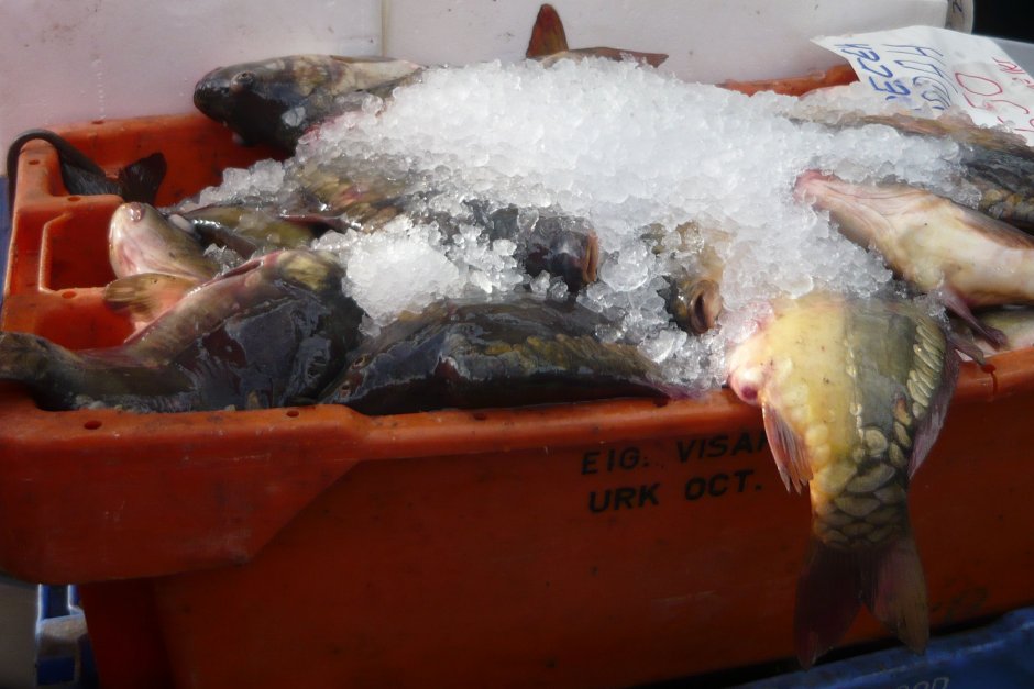 С 9.3 млн. лв. европари ще се правят нови и ремонтират стари рибни фабрики