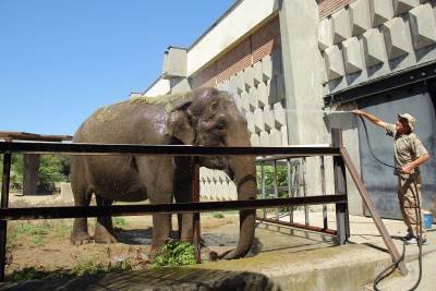 Атракционно хранене и къпане на животни предлага Софийският зоопарк