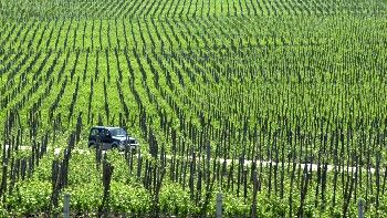 Свирепото време е довело до спад с 20% на производството на вино във Франция