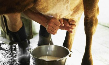 Започва доказването на реализацията на мляко от фермери, кандидатствали за субсидии