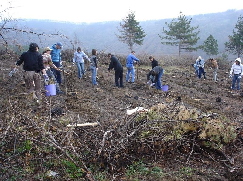 Общината ще разчита на доброволен труд за засаждането на новата гора край Суходол.