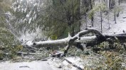 Паднали от снега дървета държат блокирани два планински прохода