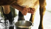 Започва доказването на реализацията на мляко от фермери, кандидатствали за субсидии