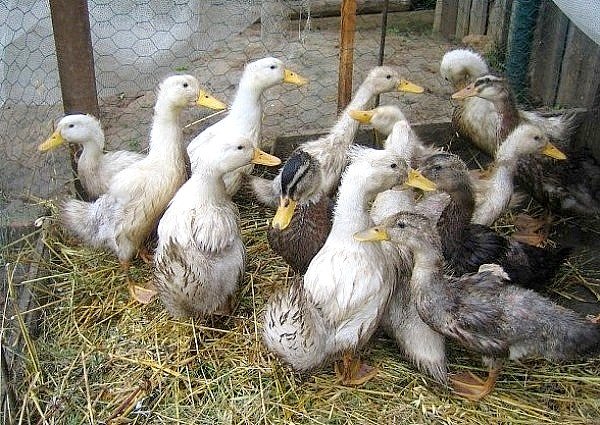 Ферми за патици пред колапс заради птичия грип и "лобистка" заповед
