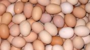 Цените на яйцата ще се понижат до Нова година