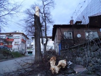 Пречупено от вятъра дърво в четвъртък в Благоевград