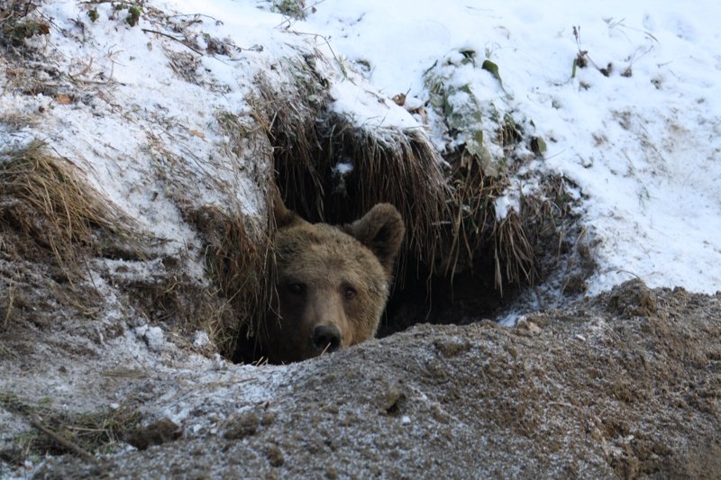 Паркът за танцуващи мечки  край Белица затваря за посетители през зимата