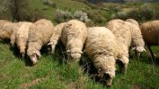 Земеделският фонд отпусна 5 млн. лв. за имунопрофилактика на животни