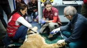 Лъвът Асен от Разград постъпи на лечение в Столичния зоопарк