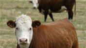Животновъдите с най-много евросубсидии за инвестиции в стопанствата