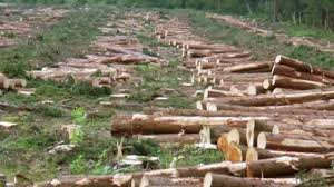 Засилени са проверките за незаконна сеч на дърва за огрев
