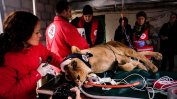 "Четири лапи“ транспортира бременна лъвица от Разград в София