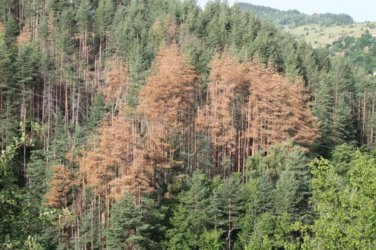 Залесяване на изсечените заради корояда терени започват горските предприятия