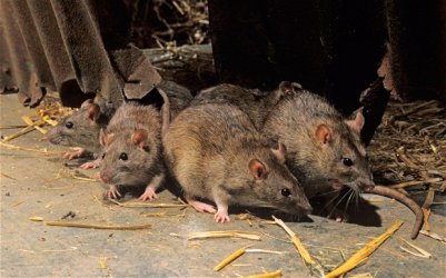 За разпространението на чумата в Европа били виновни хората, а не гризачите