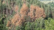 Залесяване на изсечените заради корояда терени започват горските предприятия