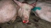 Германия обяви червена тревога след нови случаи на чума по свинете в Полша и Чехия