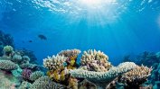 Кораловите рифове се разболяват от пластмасовите отпадъци