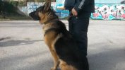 Обучени кучета ще помагат на полицаите по морето през лятото