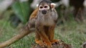 Германски учени са обвинени в жестоко отношение към маймуни