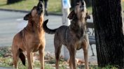По случай с починала в Кипър българка се разглежда версия за нападение от бездомни кучета
