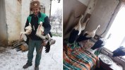 Спасяват щъркели от студа в Североизточна България