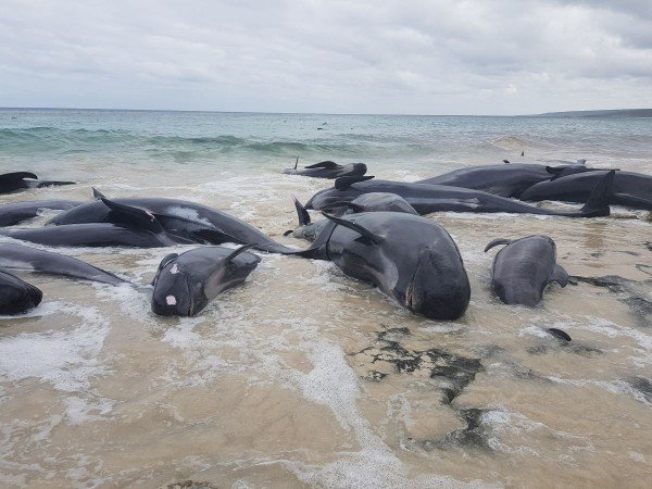 Над 150 кита бяха открити на плаж в Австралия