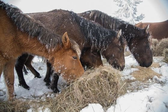Собственикът на измрелите коне е вземал по 200 000 лв. евросубсидии годишно