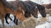 Прокурорска проверка за изоставени и умрели коне в Осоговската планина